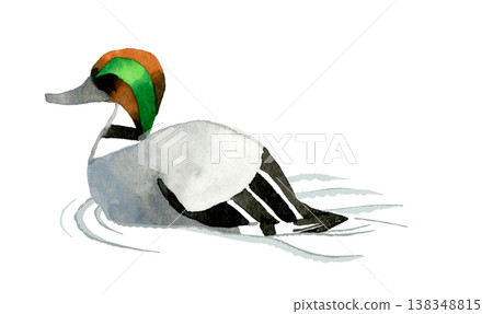 A swimming male Gadwall - Cute, whimsical, hand-drawn watercolor illustration of an animal. A swimming male Gadwall - Cute, whimsical, hand-drawn watercolor illustration of an animal. 138348815