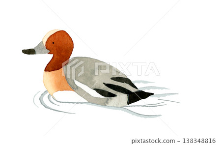 一隻雄性歐亞赤頸鴨在游泳——可愛、奇特、手繪水彩動物插圖。 138348816