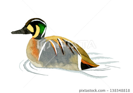 一隻正在游泳的雄性貝加爾鴨——可愛、奇特、手繪水彩動物插畫。 138348818