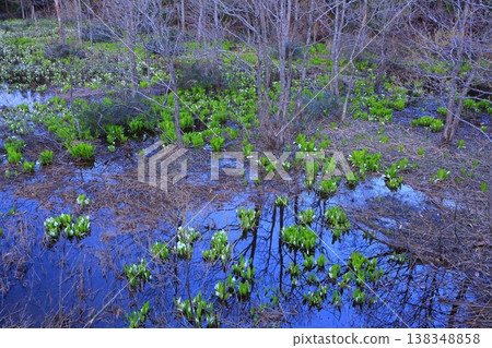 秋田縣:黎明時分的一片臭菘。 秋田縣:黎明時分的一片臭菘。 138348858