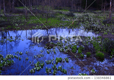 Akita Prefecture: A cluster of skunk cabbage plants at dawn 138348861