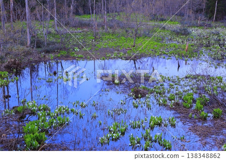 Akita Prefecture: A cluster of skunk cabbage plants at dawn Akita Prefecture: A cluster of skunk cabbage plants at dawn 138348862