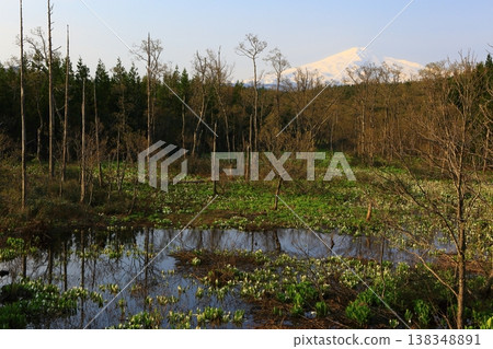 秋田縣:黎明時分的一片臭菘。 秋田縣:黎明時分的一片臭菘。 138348891