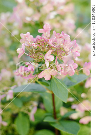 Wims Red Hydrangea Panicles Turning Pink In Garden Light Wims Red Hydrangea Panicles Turning Pink In Garden Light 138349005