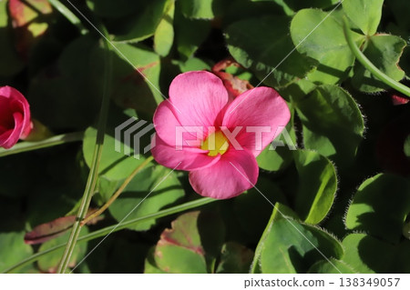 Pink hibiscus flowers blooming in the garden in early spring 138349057