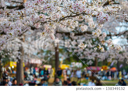 Cherry blossoms at Omiya Park Cherry blossoms at Omiya Park 138349132