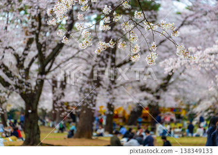 大宮公園的櫻花 大宮公園的櫻花 138349133