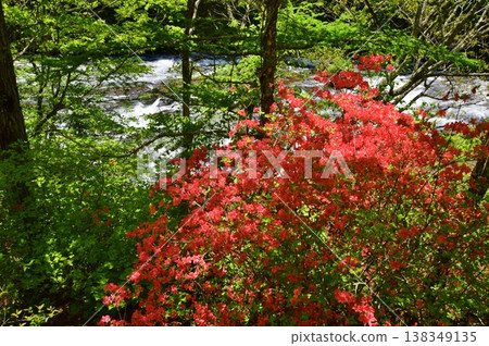 Azaleas in full bloom in Oku-Nikko Azaleas in full bloom in Oku-Nikko 138349135