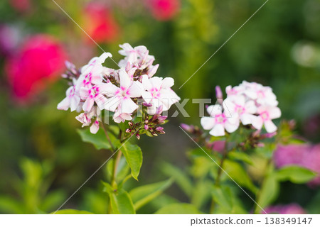 Phlox paniculata Volshebnaya Fleyta blooming in the garden Phlox paniculata Volshebnaya Fleyta blooming in the garden 138349147