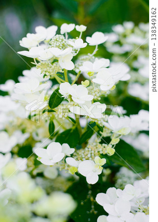 White flowering panicles hydrangea Wims Red light White flowering panicles hydrangea Wims Red light 138349162