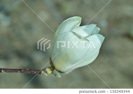 White magnolia buds beginning to bloom White magnolia buds beginning to bloom 138349344
