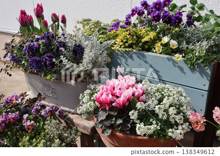 Spring flower group planting & group pot Spring flower group planting & group pot 138349612