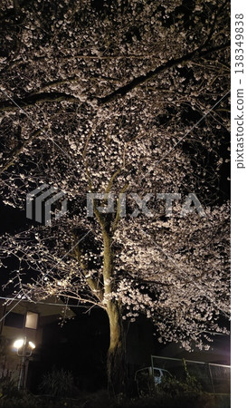 Illuminated cherry blossoms at night Illuminated cherry blossoms at night 138349838