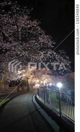 Illuminated cherry blossoms at night 138349840