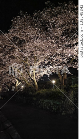 Illuminated cherry blossoms at night Illuminated cherry blossoms at night 138349842