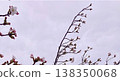 櫻花枝條和陰雲密佈的天空，預示著春天的到來。 （留白） 138350068