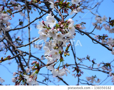 春天在附近的公園裡盛開的櫻花 138350182