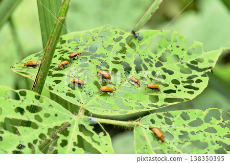 A kudzu leaf beetle feeding on kudzu leaves. A kudzu leaf beetle feeding on kudzu leaves. 138350395