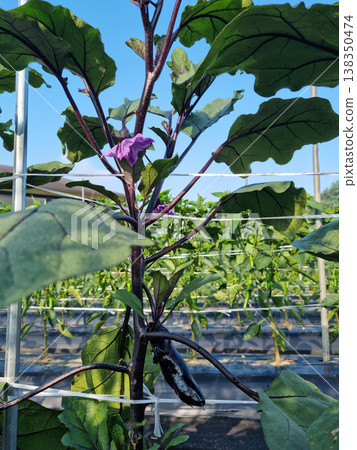 These are the leaves and stems of eggplants planted in the field. These are the leaves and stems of eggplants planted in the field. 138350474