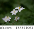 Anemone nemorosa, a harbinger of spring 138351063