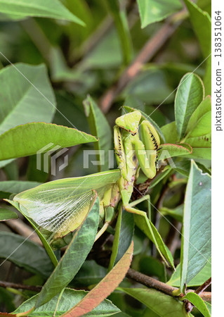 A threatening praying mantis A threatening praying mantis 138351064
