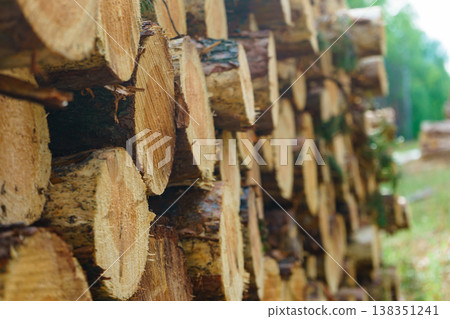 Pile of wood wooden logs in forest 138351241