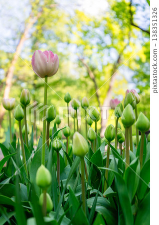 Tulip flowers blooming in the city park 138351326