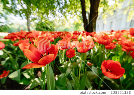 Tulip flowers blooming in the city park 138351328