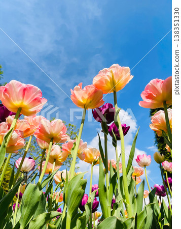 Tulip flowers blooming in the city park Tulip flowers blooming in the city park 138351330