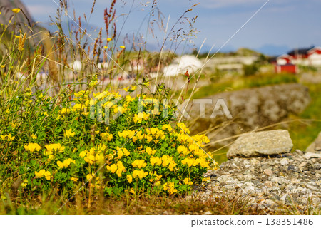 Yellow flowers and Lofoten village Yellow flowers and Lofoten village 138351486