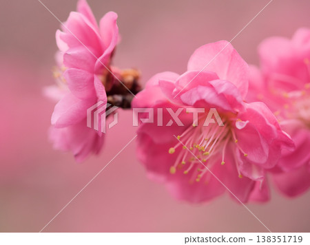 The beautiful red plum blossoms of "Misunouchi" bloomed in sunny March. 138351719