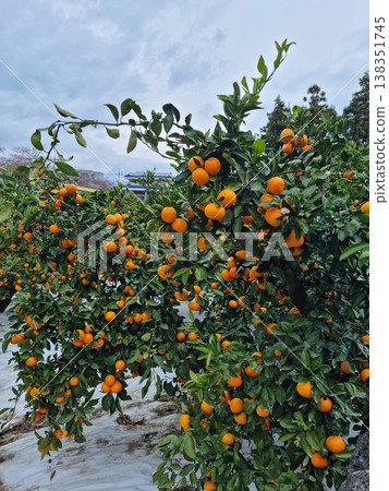 This is a tangerine farm in Jeju Island. 138351745