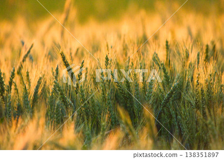 A sunlit field with ripening triticale A sunlit field with ripening triticale 138351897