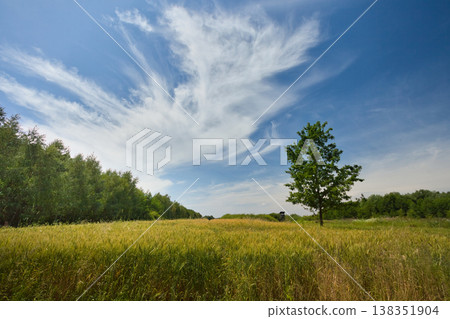 A scattered white cloud over a grain field 138351904