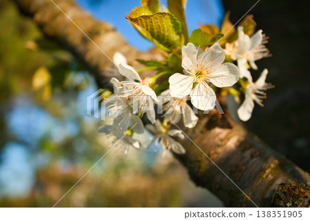 White flowers on a fruit tree 138351905