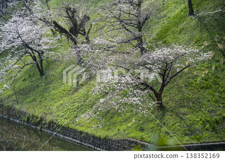 Scenery near Tayasu Gate in Kudanshita in spring, March 138352169