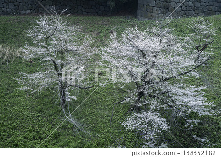 三月,九段下縣田安門附近的春日景色 三月,九段下縣田安門附近的春日景色 138352182