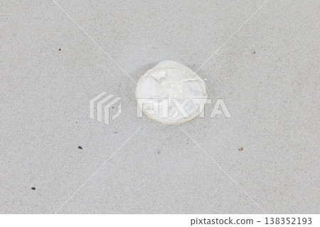 Jellyfish launched into the sandy beach 138352193