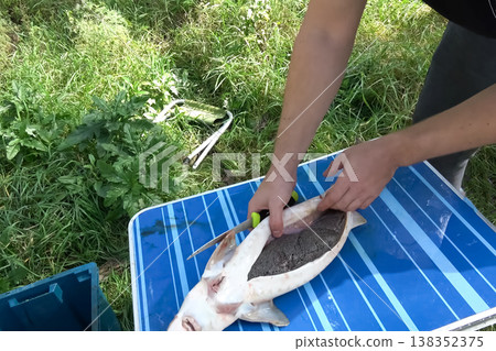cutting sturgeon and get black caviar. Black caviar cutting sturgeon and get black caviar. Black caviar 138352375