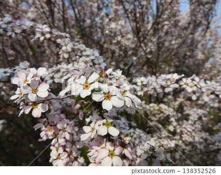 繡線菊盛開 138352526