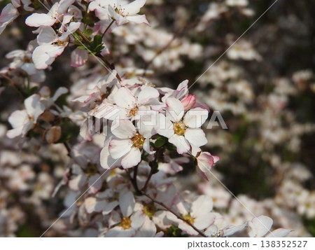 繡線菊盛開 138352527