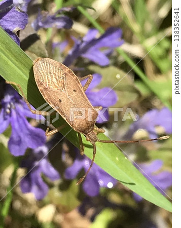 一隻臭蟲(Riptortus clavatus)棲息在草上。 一隻臭蟲(Riptortus clavatus)棲息在草上。 138352641