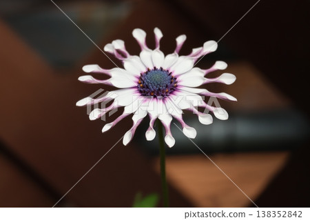 A close-up view of the white petals of the Osteospermum nachinga flower. A close-up view of the white petals of the Osteospermum nachinga flower. 138352842