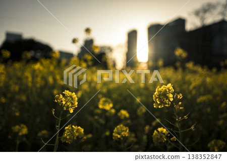 Hamarikyu Gardens at dusk, a field of rapeseed blossoms in spring. Hamarikyu Gardens at dusk, a field of rapeseed blossoms in spring. 138352847