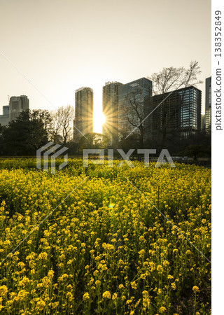 Hamarikyu Gardens at dusk, a field of rapeseed blossoms in spring. Hamarikyu Gardens at dusk, a field of rapeseed blossoms in spring. 138352849
