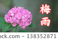 [June] Close-up of pink hydrangeas (with the words "rainy season") 138352871