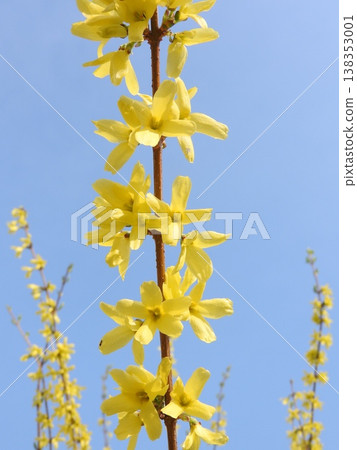 Forsythia in full bloom Forsythia in full bloom 138353001