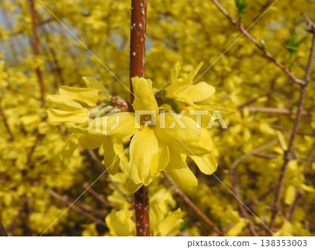 Forsythia in full bloom Forsythia in full bloom 138353003