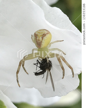 A spider that caught a fly A spider that caught a fly 138353186