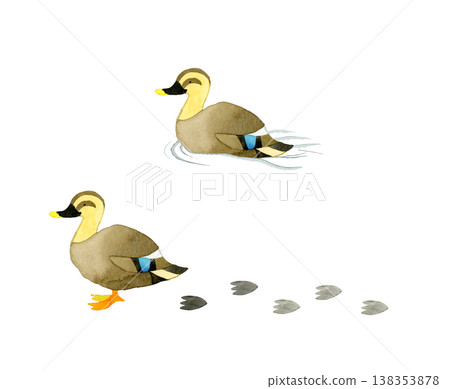 綠頭鴨套裝 - 可愛又充滿奇思妙想的手繪水彩動物插畫 138353878